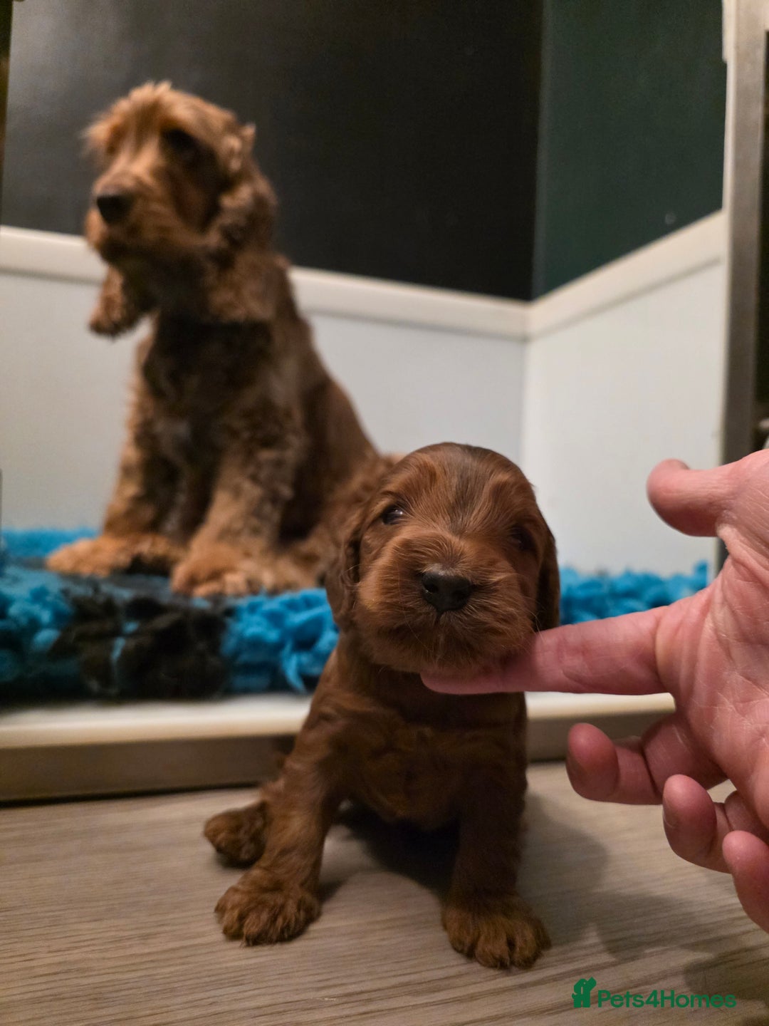 Cockapoo dogs for sale: Beautiful F1 Cockapoo Puppies - Advert 8