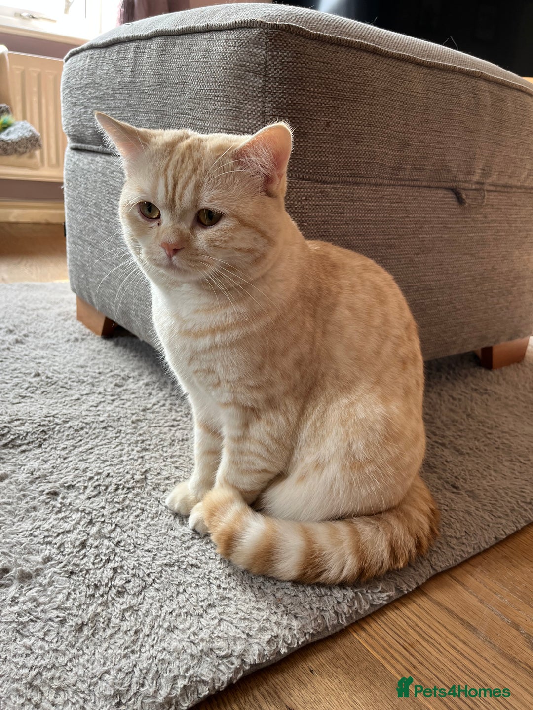 British Shorthair cats for sale: British Shorthair Kittens  - Image 3