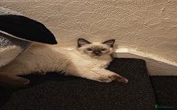 Ragdoll cats for sale: 2😻Ragdoll kittens 💕 - Image 19