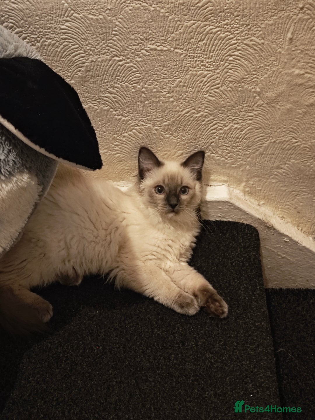 Ragdoll cats for sale: 2😻Ragdoll kittens 💕 - Image 19