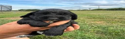 Cocker Spaniel dogs for sale: Cocker spaniel pups  in Castleford - Advert 5