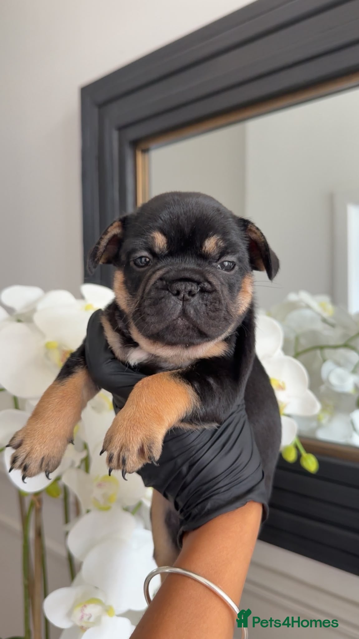 French Bulldog dogs Beautiful French Bulldog Puppies - Advert 1