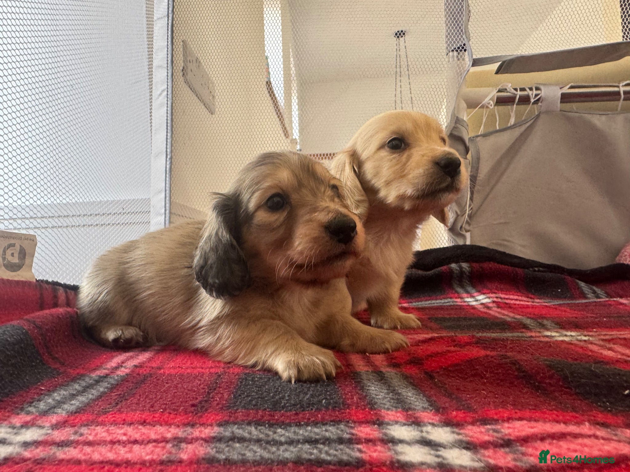 Miniature Dachshund dogs Cream & Shaded Cream KC Mini Dachshunds  - Advert 2