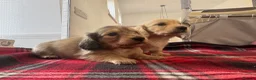 Miniature Dachshund dogs for sale: Long Haired Cream/Shaded Cream KC Mini Dachshunds  - Advert 21