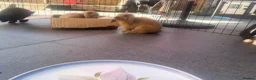 Mini Lop rabbits for sale: 2 beautiful pure bred mini lops  in Stourport-on-Severn - Advert 19