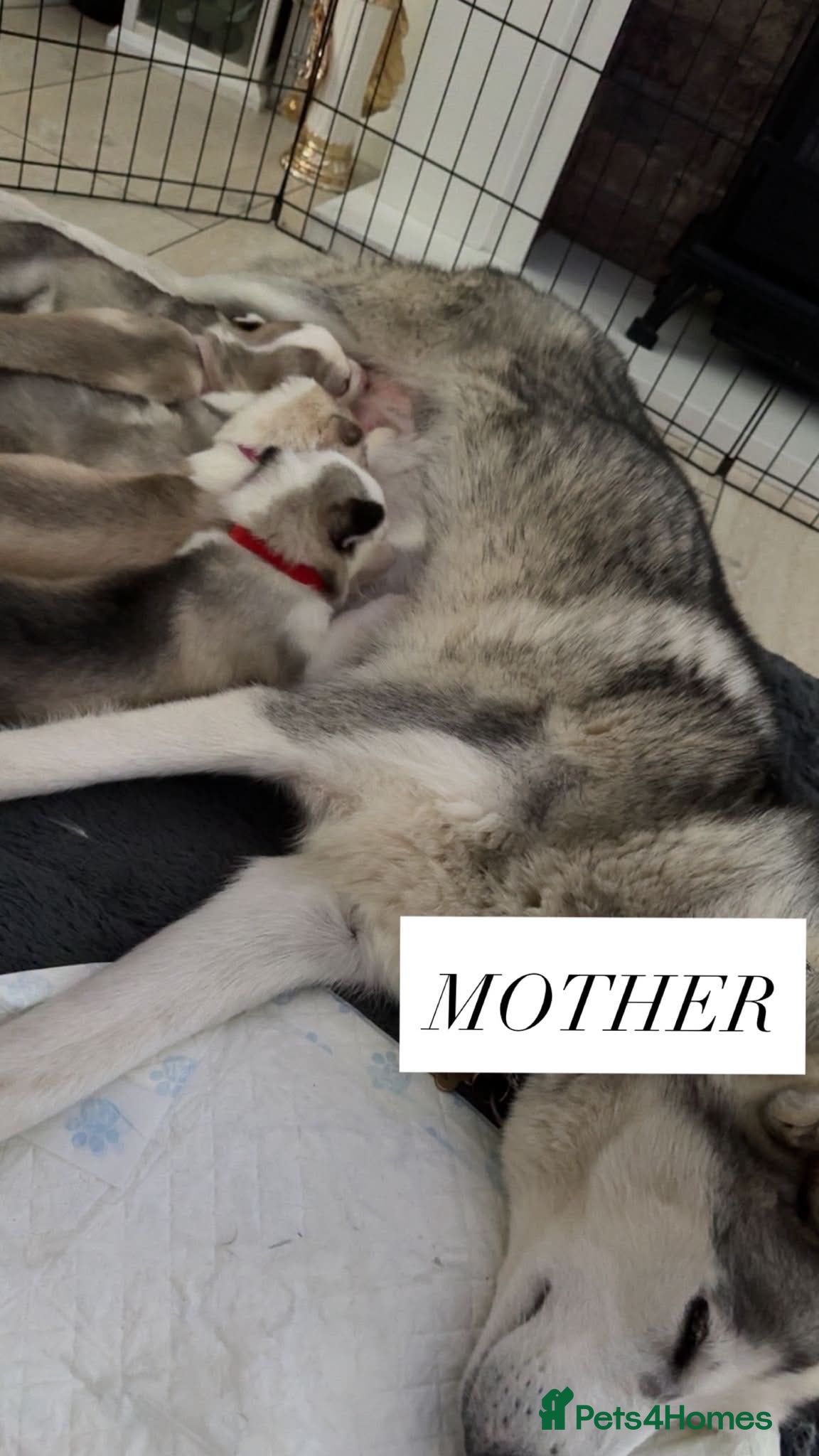 Siberian Husky dogs for sale: Beautiful Siberian Huskies  - Advert 5