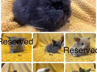 Mini Lop rabbits Mini lops and mini double maned lionheads - Advert 9