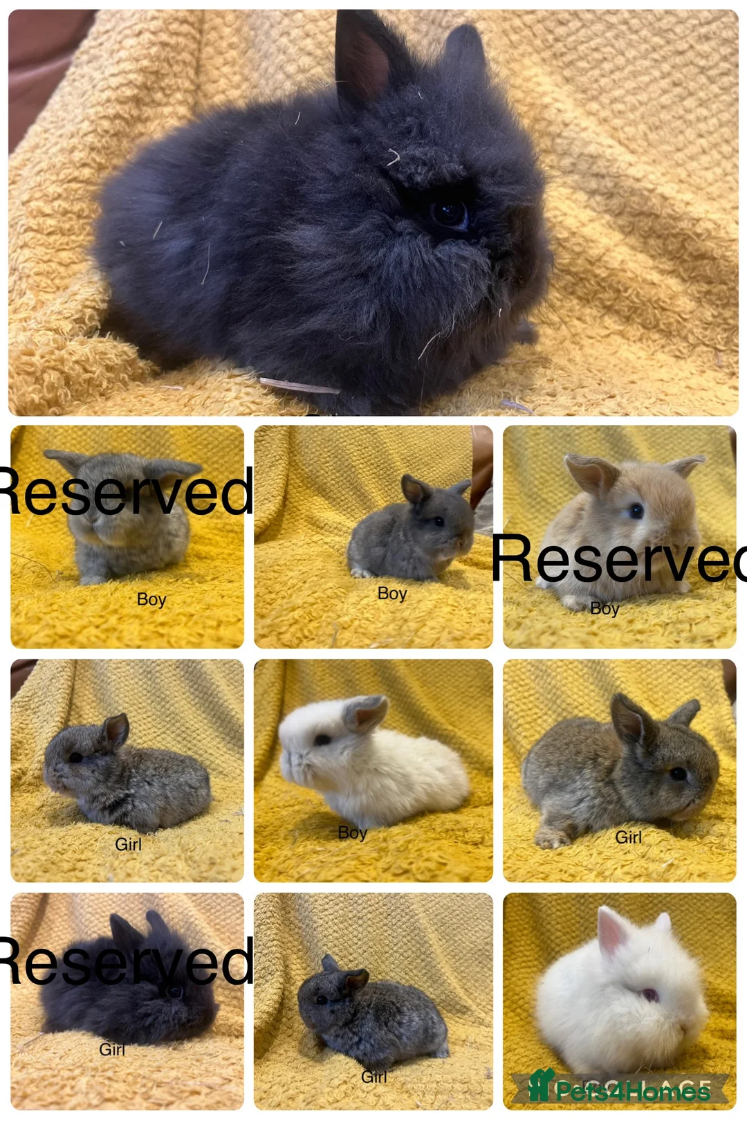 Mini Lop rabbits for sale: Mini lops  and mini double maned lionheads  - Advert 2