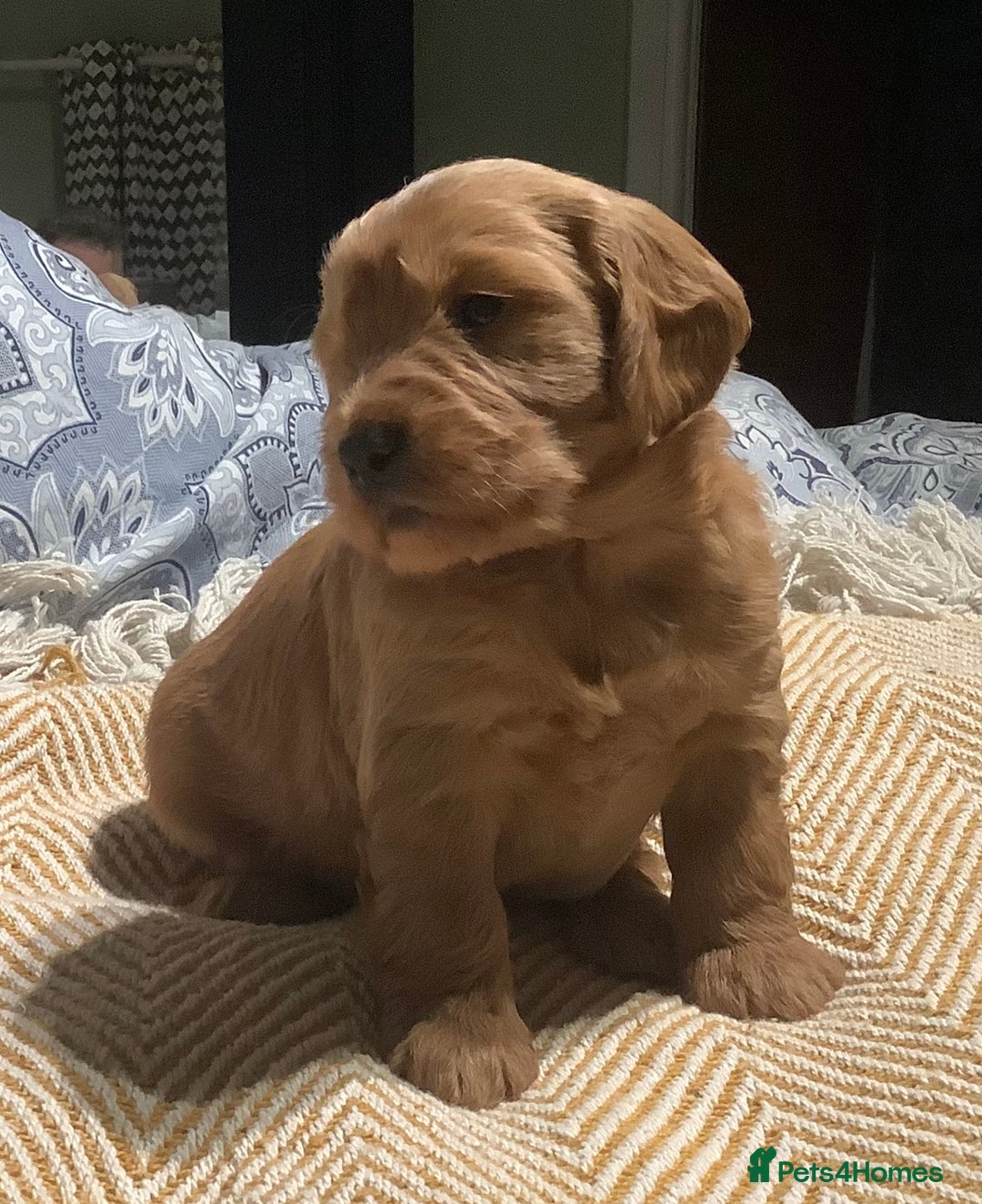 Mixed Breed dogs for sale: AUSTRALIAN LABRADOODLE PUPPIES - Advert 8