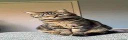 Mixed Breed cats for sale: Female tabby/bengal cat in Dukinfield - Advert 5