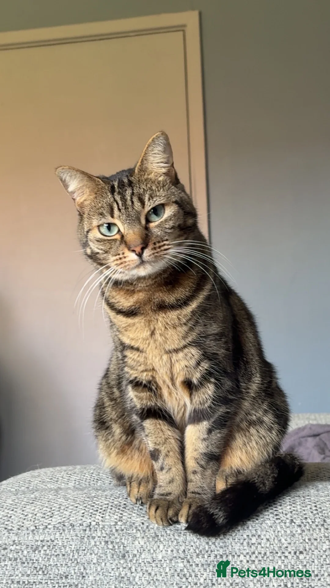 Mixed Breed cats for sale: Female tabby/bengal cat in Dukinfield - Advert 5