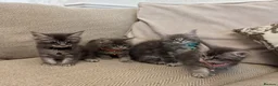 Maine Coon cats for sale: Pure Maincoon Kittens  - Advert 10