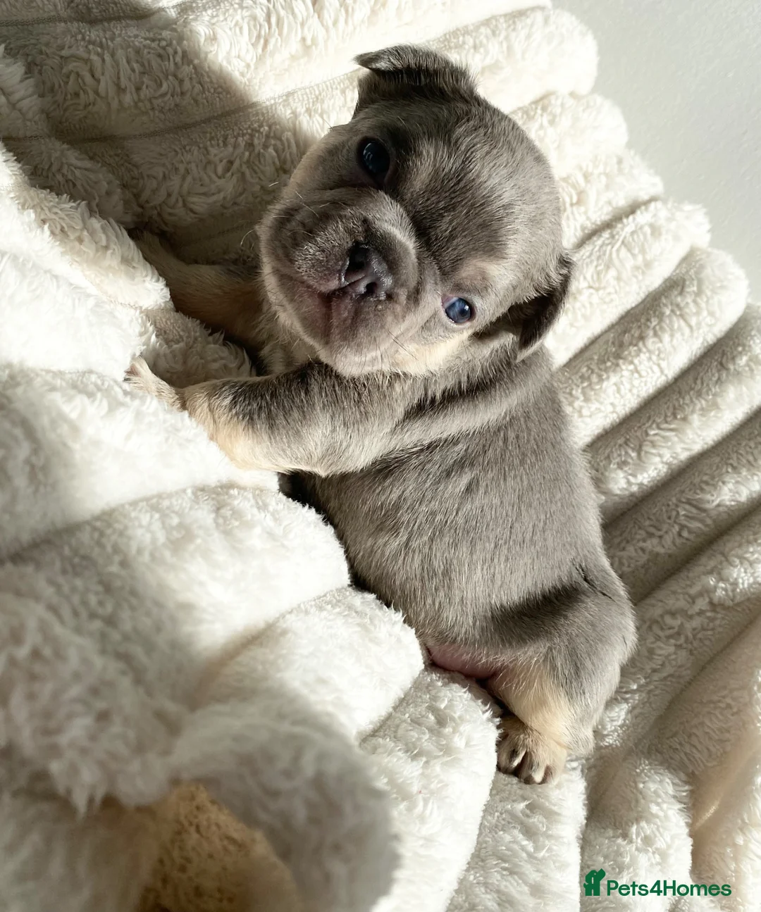 French Bulldog dogs for sale: LILAC AND TAN FRENCH BULLDOG PUPS  - Advert 1
