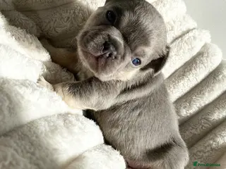 French Bulldog dogs LILAC AND TAN FRENCH BULLDOG PUPS - Advert 10