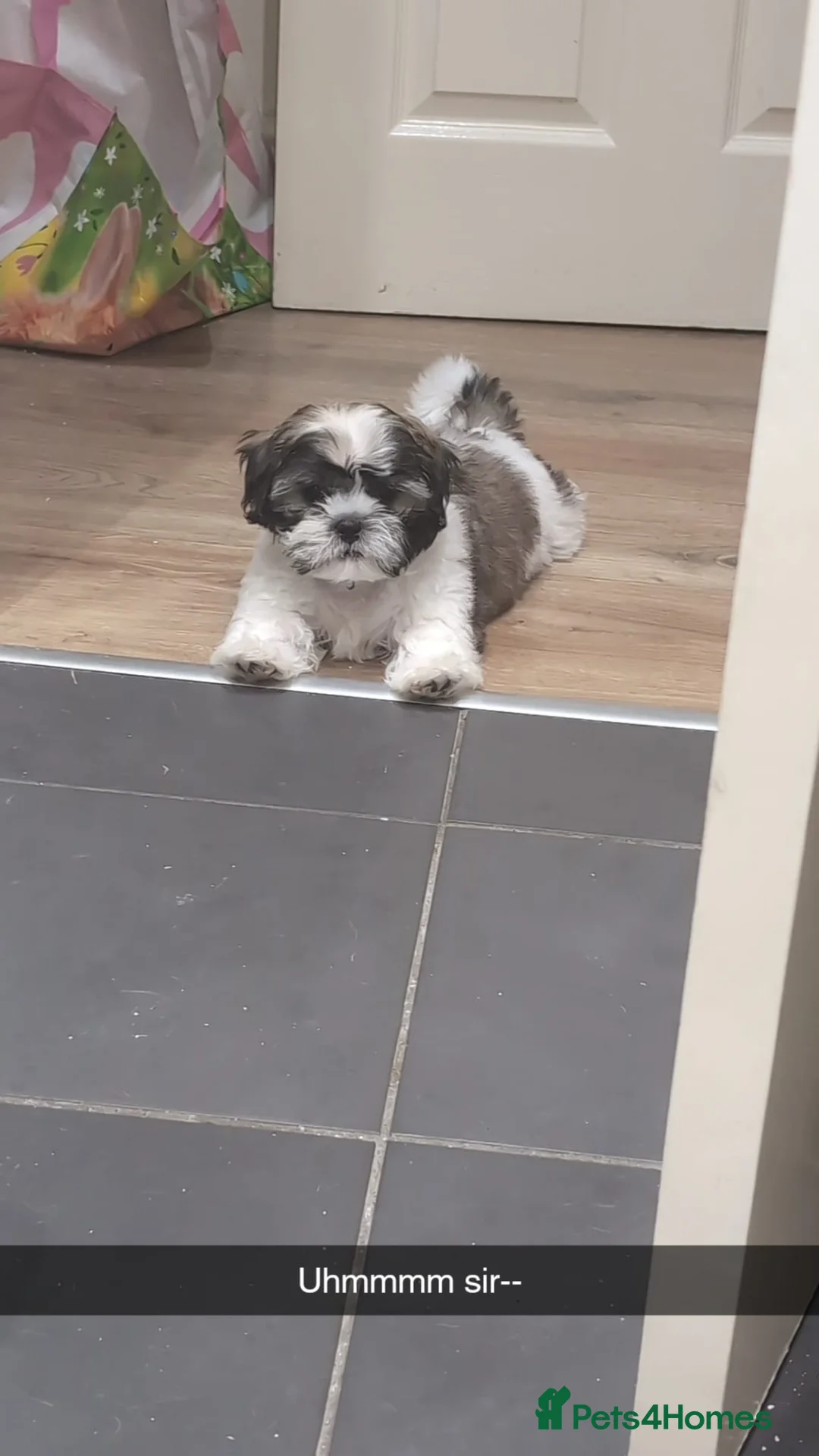 Shih Tzu dogs for stud: Shih tzu (for stud not forsale - Advert 3