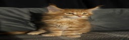 Maine Coon cats for sale: 5 Stunning GCCF Maine Coon Kittens  - Advert 9