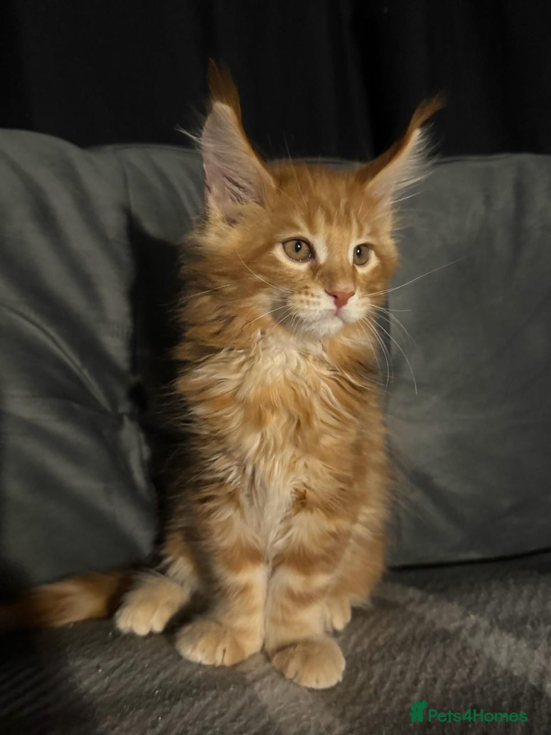 Maine Coon cats for sale: 5 Stunning GCCF Maine Coon Kittens  - Advert 9