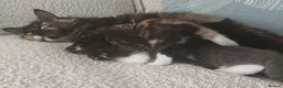 Mixed Breed cats for sale: Kitten girl  - Advert 7