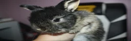 Mixed Breed rabbits for sale: Multiple rabbits (see description for info) - Advert 7