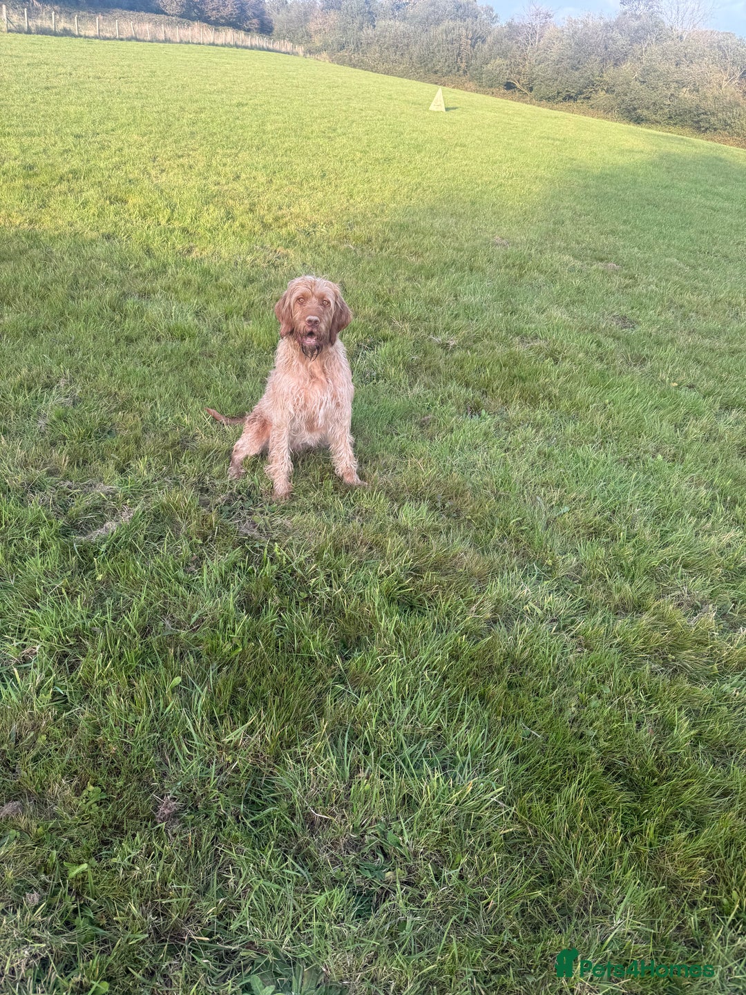 Hungarian Vizsla dogs for sale: KC Reg Hungarian Wirehaired Vizsla Female For Sale - Image 3