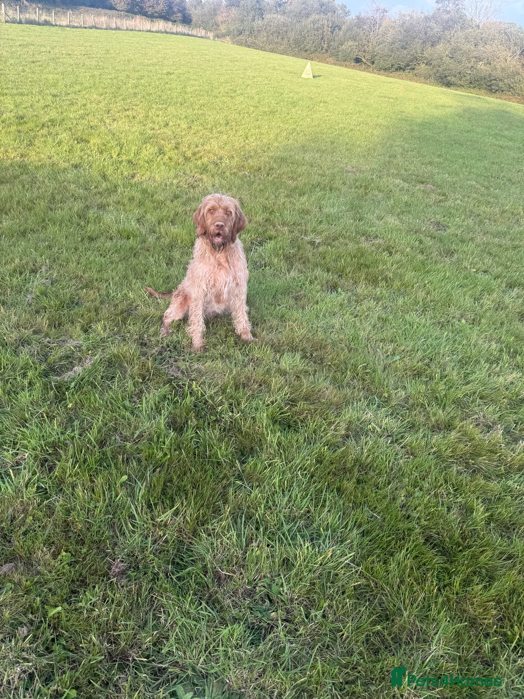 Hungarian Vizsla dogs for sale: KC Reg Hungarian Wirehaired Vizsla Female For Sale - Advert 3