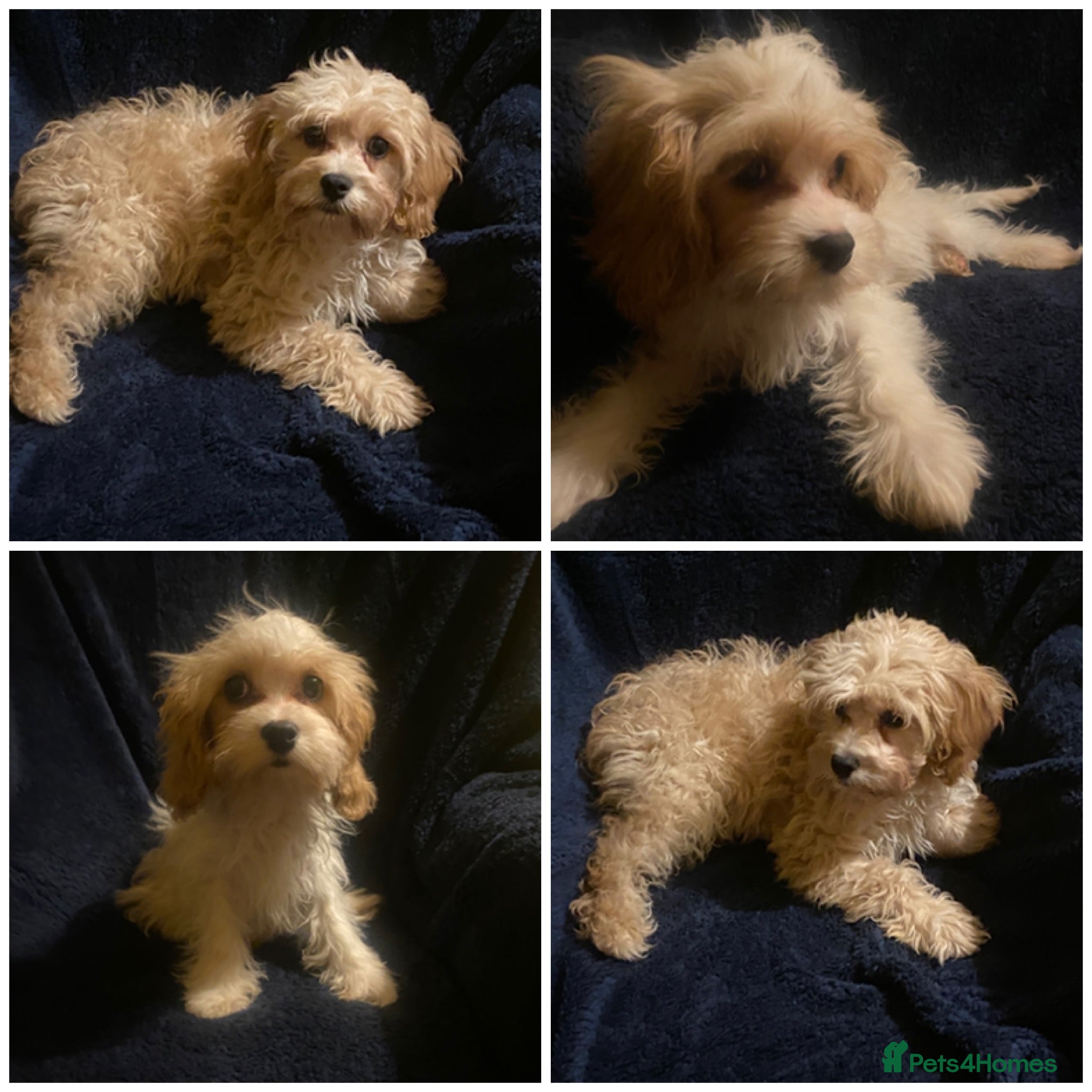 Maltipoo dogs F1 Maltipoo puppies  - Advert 17