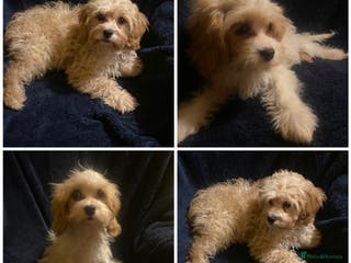 Maltipoo dogs DNA clear Maltipoo puppies - Advert 8