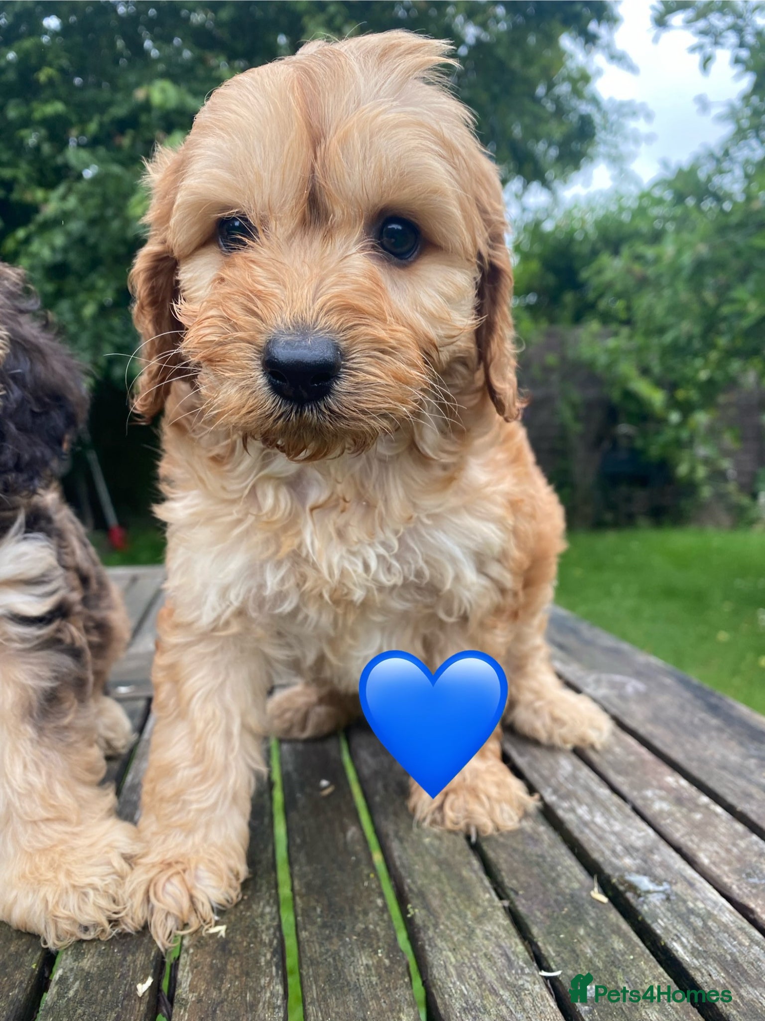 Cockapoo Puppy 4