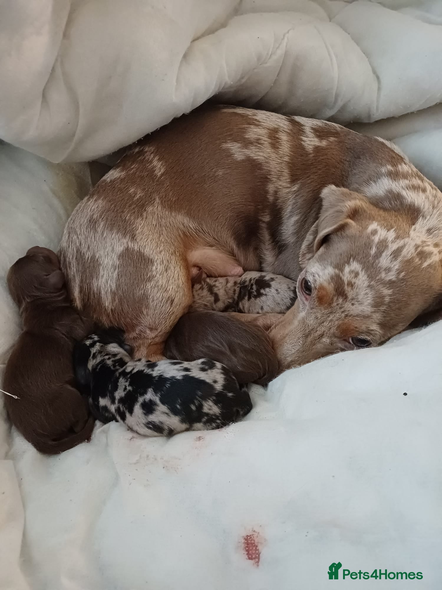 Dachshund dogs For sale miniature dachshund puppies  - Advert 17
