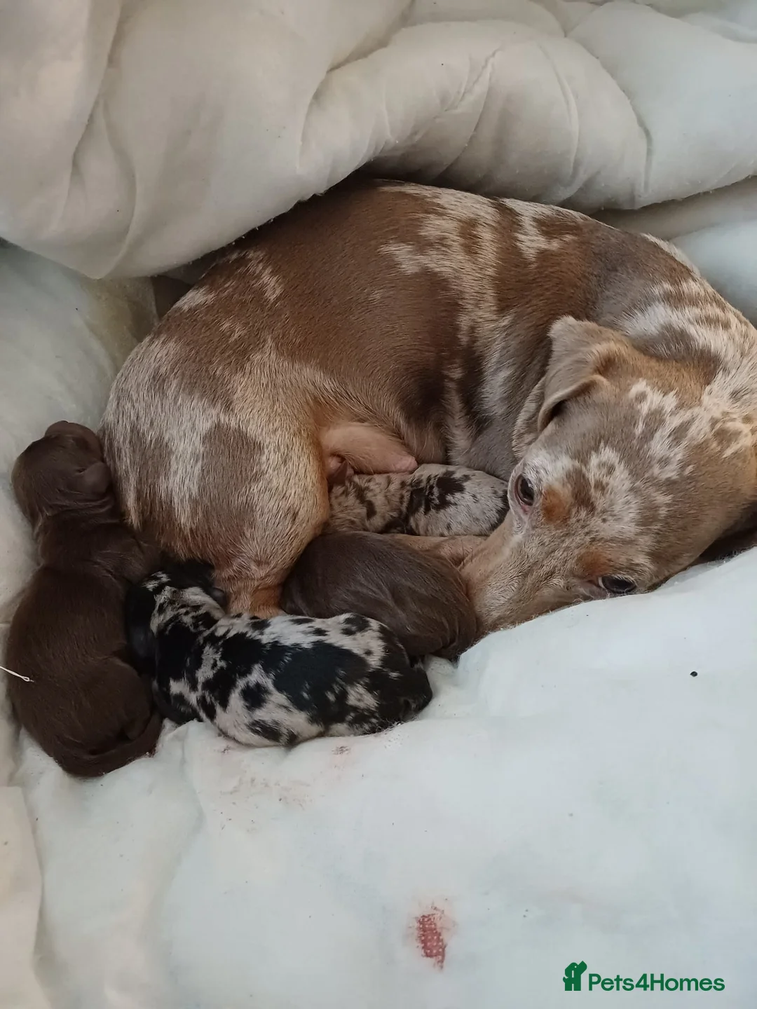 Dachshund dogs for sale: For sale miniature dachshund puppies  - Advert 1