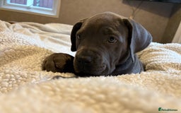 Boerboel dogs for sale: EXCEPTIONAL NABBR REGISTERED PUPPIES!  - Image 14