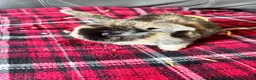 Mini Lop rabbits for sale: Mixed litter mini lops  - Advert 9