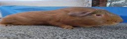 Guinea Pig rodents for sale: Pair of Guinea pigs - Advert 2