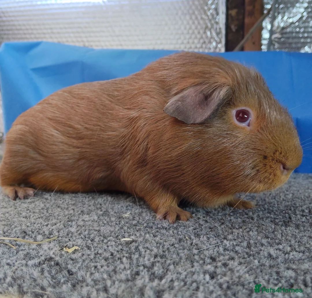 Guinea Pig rodents for sale: Pair of Guinea pigs - Advert 2