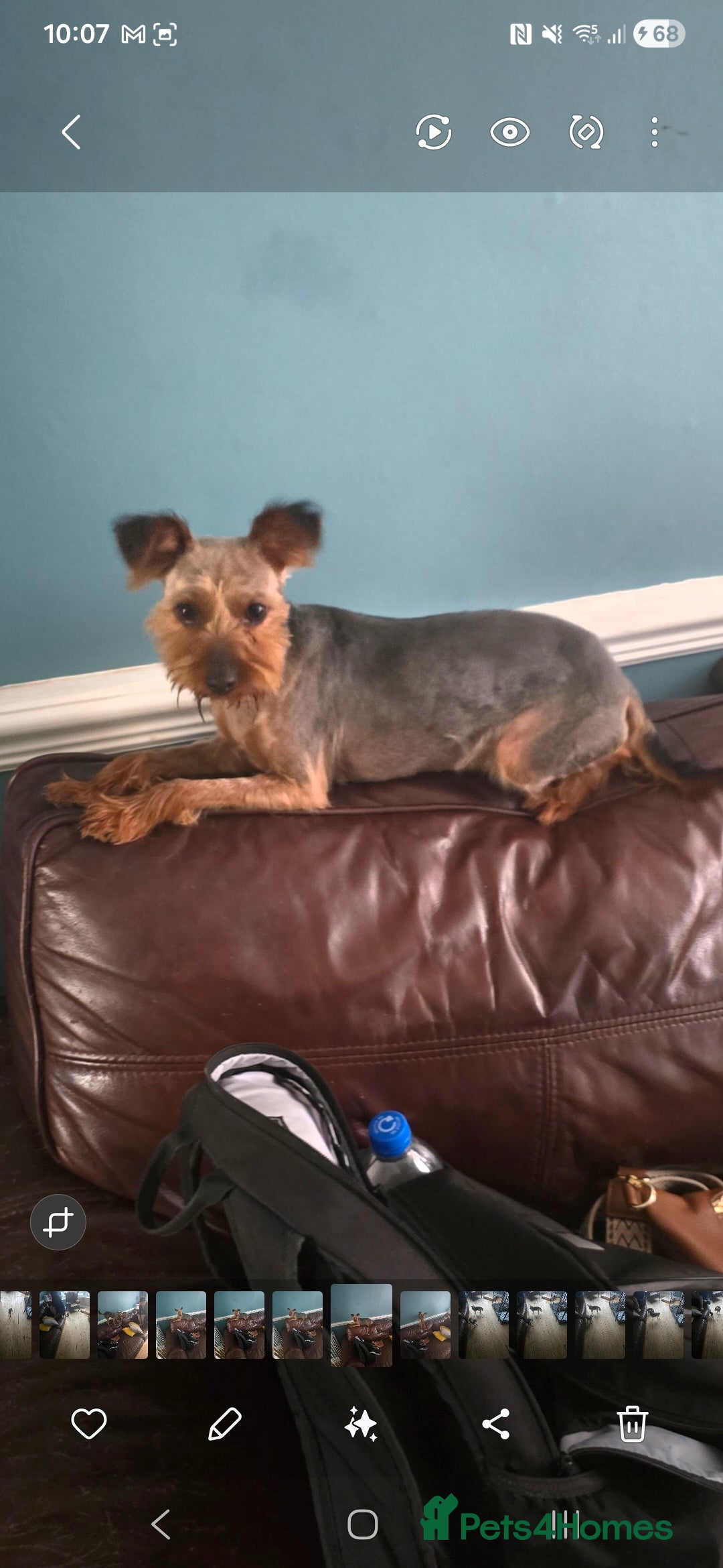 Yorkshire Terrier dogs for sale: 3 yr old Yorkshire terrier bitch - Image 7