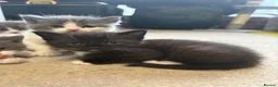 Mixed Breed cats for sale: Kitten for sale in Liverpool - Advert 2