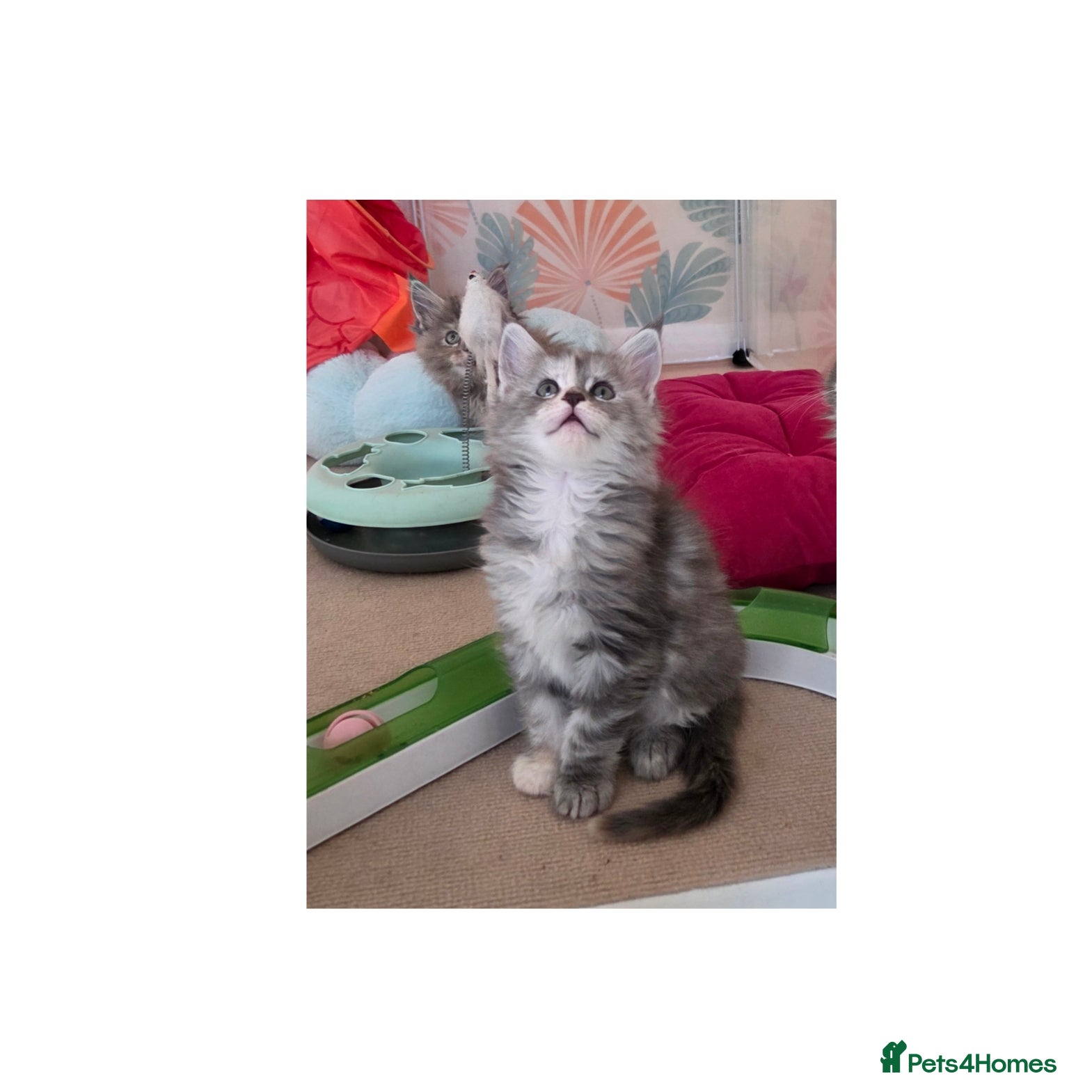 Maine Coon cats Stunning quality silver Tica Mainecoon kittens  - Advert 6