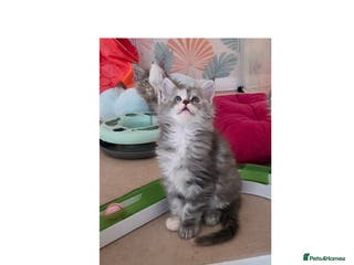 Maine Coon cats Stunning quality silver Tica Mainecoon kittens - Advert 4