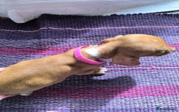 Miniature Dachshund dogs for sale: Superb Miniature KC reg Dachshund puppies - Image 23