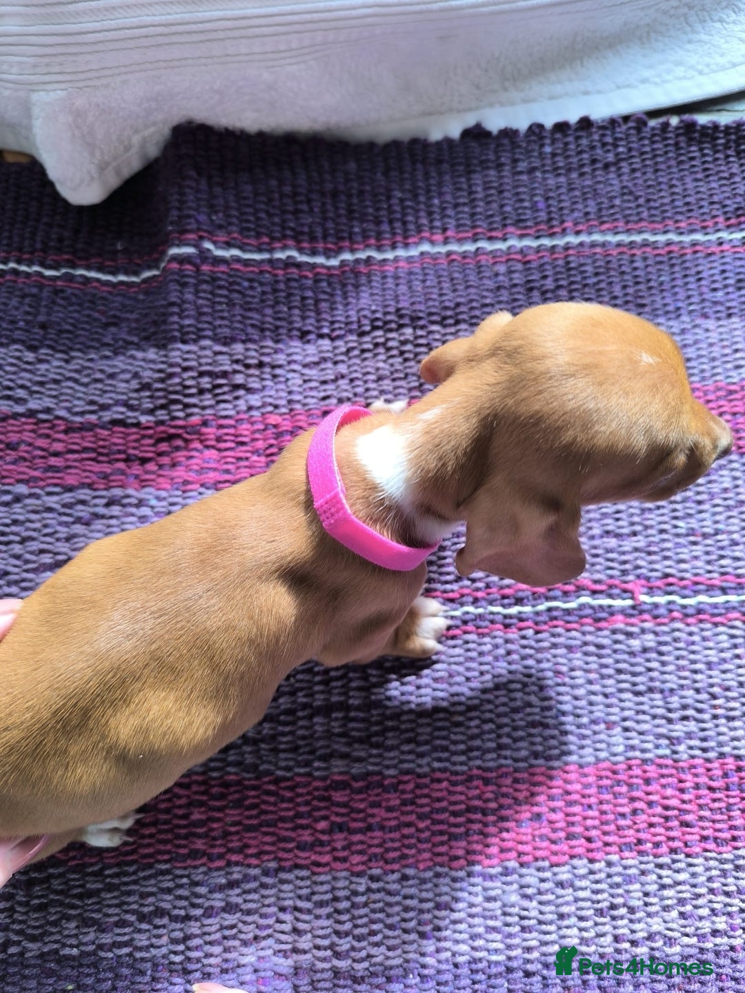 Miniature Dachshund dogs for sale: Superb Miniature KC reg Dachshund puppies - Image 23