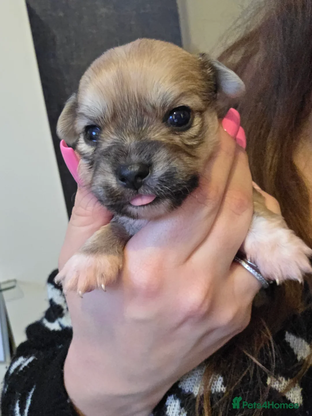 Chihuahua dogs for sale: Chihuahua Puppies - Advert 12