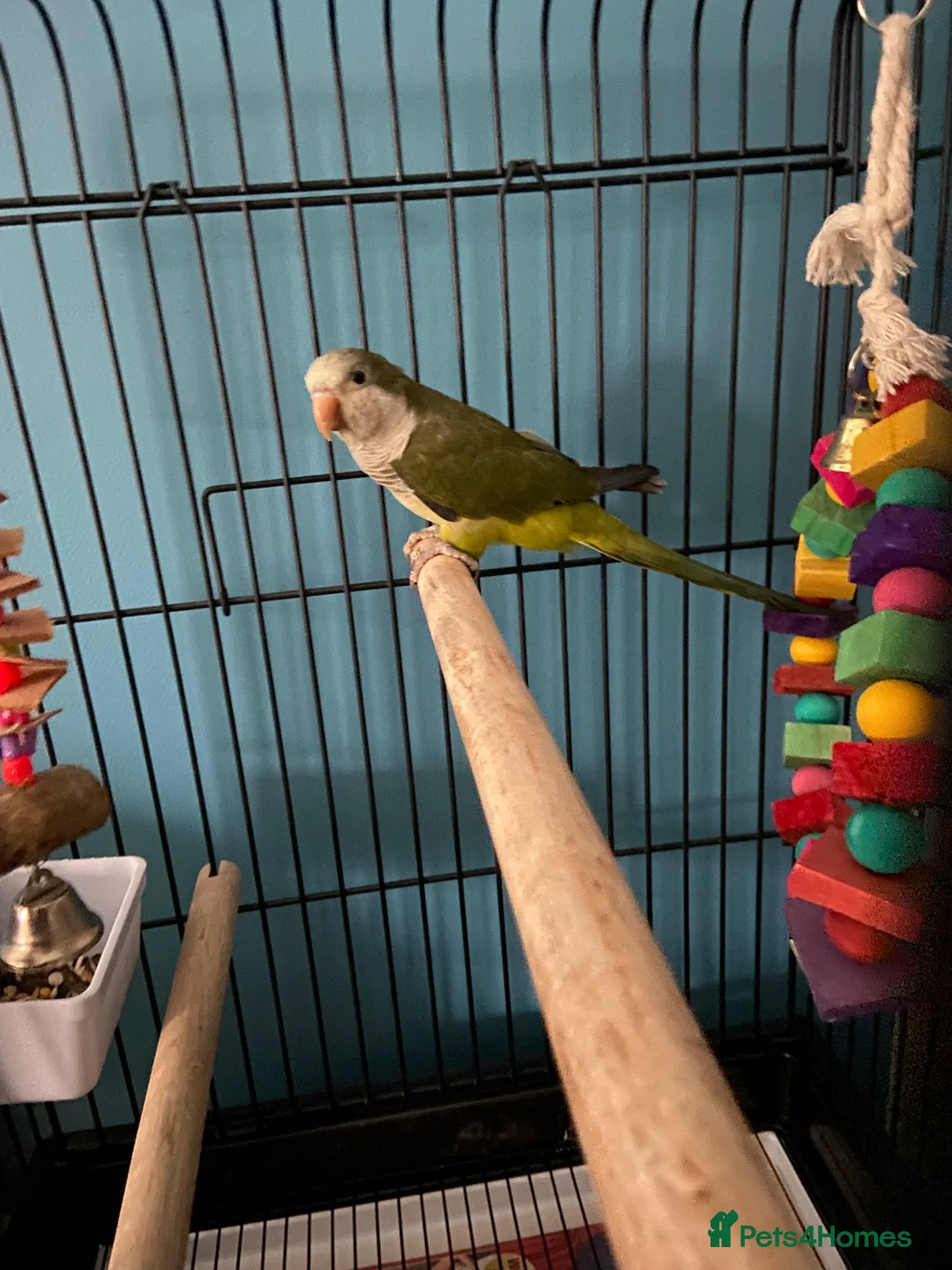 Parakeets birds for sale: Green Quaker parrot in need of home - Advert 4
