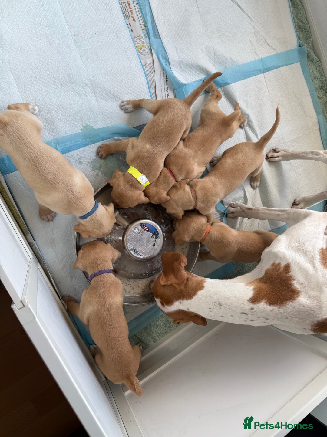 Mixed Breed dogs for sale: Golden retriever x pointer puppies - Image 7