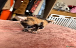 Bengal cats for sale: 4 pure bangal and 5 bengal x kittens - Image 24
