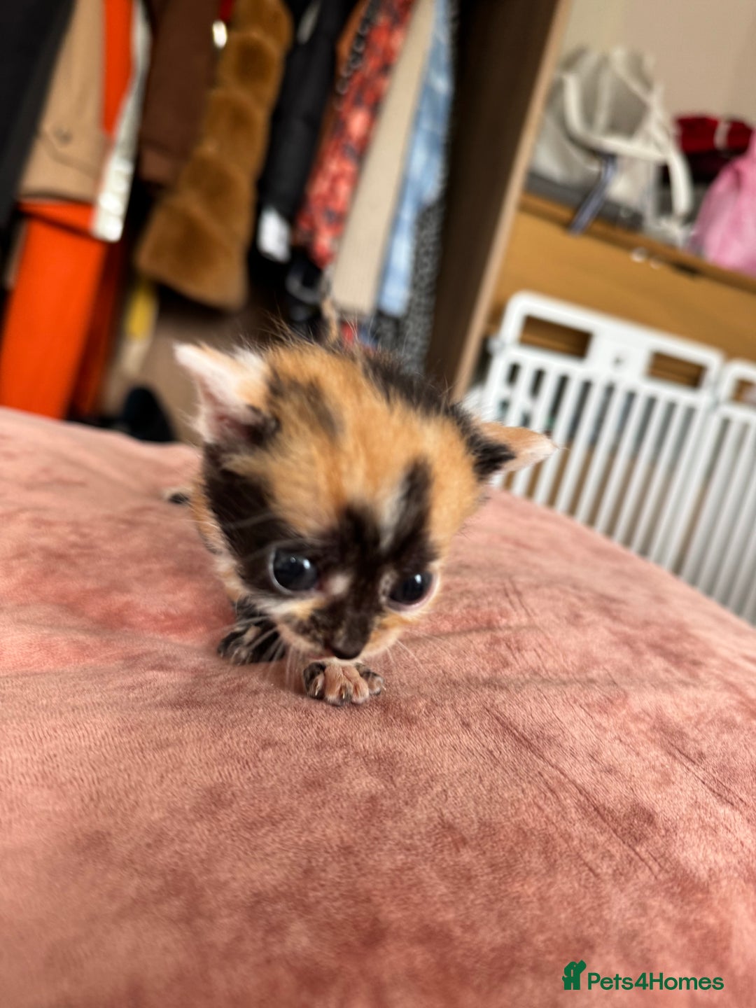 Bengal cats for sale: 4 pure bangal and 5 bengal x kittens - Image 24