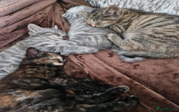 Mixed Breed cats for sale: 4 Beautiful kittens ready for loving home  ♥️ - Image 3