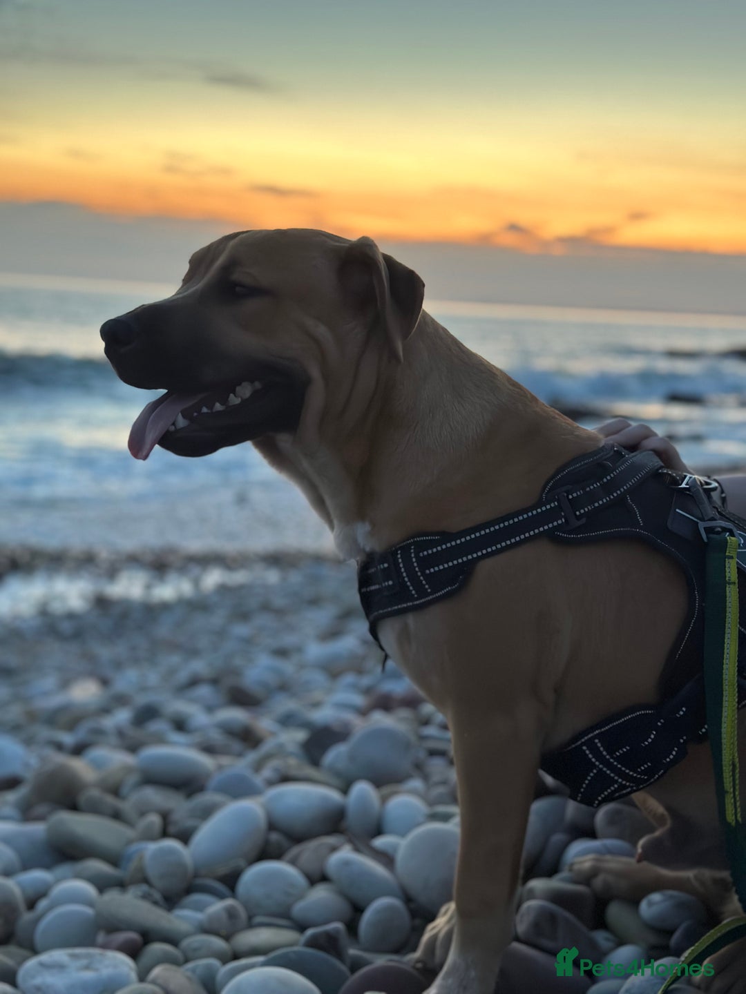 Mixed Breed dogs for sale: Staff X Sharpei puppies  - Advert 10