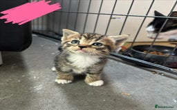Domestic Shorthair cats for sale: Domestic Shorthair Kittens (dad bengal) - Image 1