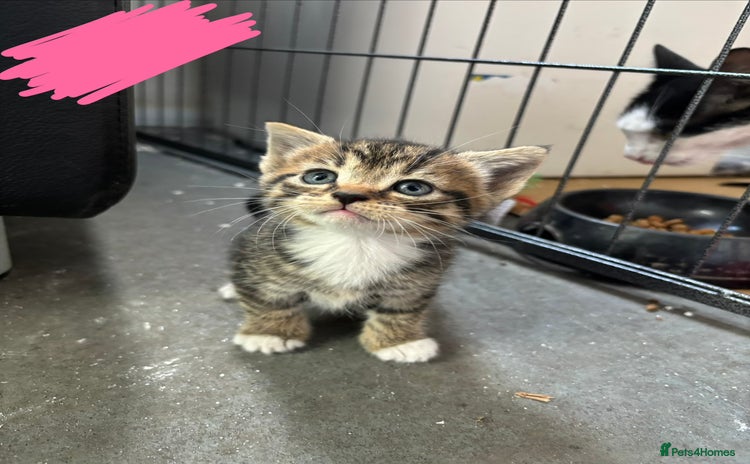 Domestic Shorthair cats - Advert 1