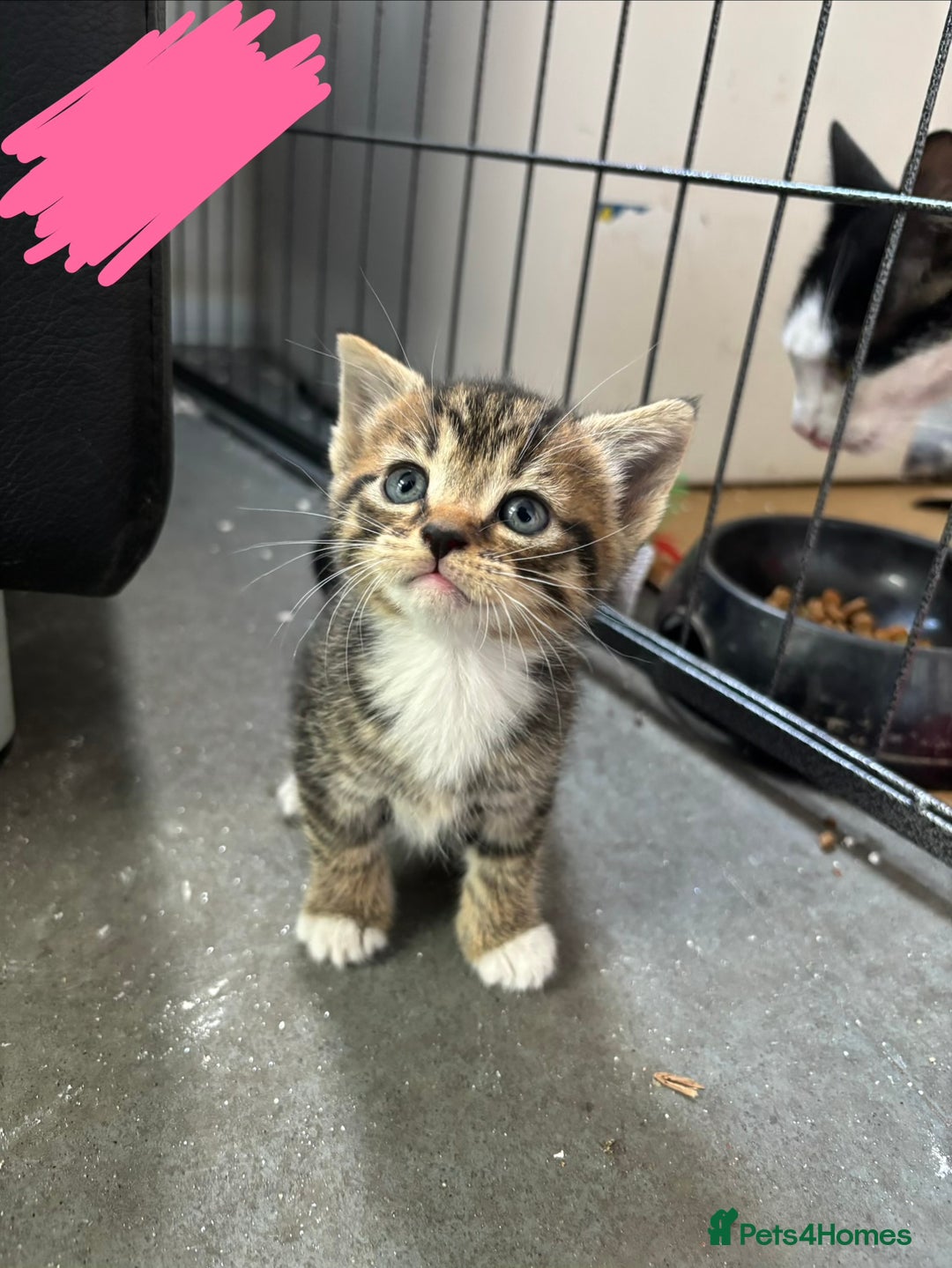 Domestic Shorthair cats for sale: Domestic Shorthair Kittens (dad bengal) - Image 1